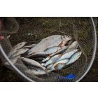 WFT Tungsten 150m